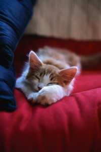 Kitten Sleeping 