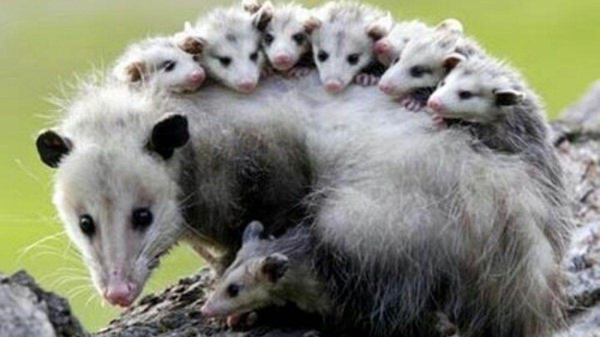 Lessons from an Opossum